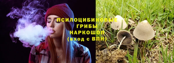 индика Белокуриха